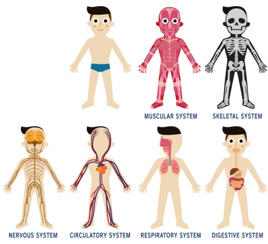 Image of the different human organ systems